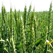 Озима пшениця фото