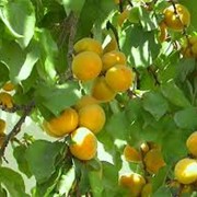 Саженцы абрикоса, Украина фото