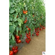 Семена помидоров, Тепличные семена помидоров, Голландские семена помидоров. фото