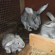 Кролики помесь серый великан и советской шиншиллы фото