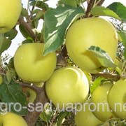 Саженцы яблока сорт "Антоновка"