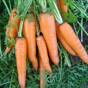 Семена моркови Вита Лонга F1