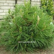 Сосна Pinus nigra Globosa фото
