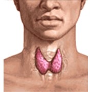 Исследование функции щитовидной железы фото