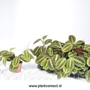 Маранта беложилковая Fascinator -- Maranta leuconeura Fascinator фото