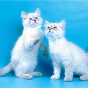 Невские маскарадные котята фото