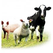 Кормовые добавки, добавки пищевые для животных фото