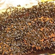 Пчелосемьи высокопродуктивных помесных линий серой лесной и кавказской пород фото