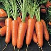Семена моркови Шантане 3г фото