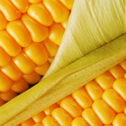 ДЕЛИТОП- Ранний гибрид кукурузы от компании СИНГЕН