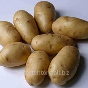 Картофель белый (сорт Импала, Невский) фото