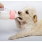Купить бутылочка с соской для молока для животных. фото
