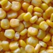 Зерно кукурузы