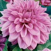 Георгин Лилак Тайм ( Dahlia Lilac Time ).