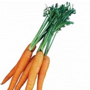 Органическая морковь, Царский садовник, кг фото