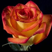 Роза импорт оранжевая фото