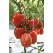 Семена томатов F1 Лезгинка фото