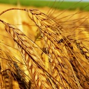 Зерно пшеница, купить, заказать, Киев, Украина фото