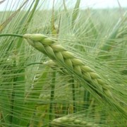 Выращивание зерновых культур фото