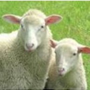 Продукция животноводства: овцы племенные фотография