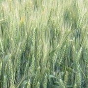 Озимая пшеница Златоглавая
