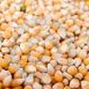 Семена гибрида кукурузы Молдавский 456МВ (ФАО 450) фотография