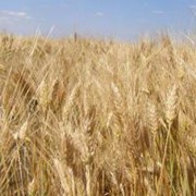 Пшеница 3-го класса фото