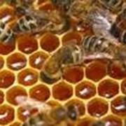 Пчелиный подмор фотография