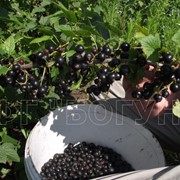 Чёрная смородина (ягода) фото
