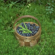 Черника, свежие ягоды Украина