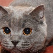 Желудочно-кишечные комплексный препарат для кошек Лактобифадол фотография