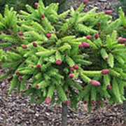 Ель обыкновенная Пуш (Picea abies 'Pusch') фото