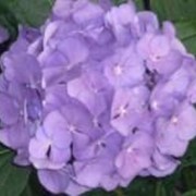 Гортензия крупнолистная фиолетовая Hydrangea macrophylla purple