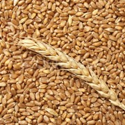 Пшеница навал