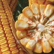 Семена кукурузы ЛГ 3395 (LG 33.95) фотография