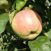 Сорт яблок “Вербное“ фотография