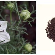Чёрный тмин (семена), чернушка / Nigella seeds