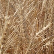 Семена озимой пшеницы Благодарка одесская