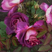 Саженцы роз Diablesse De Mers фото