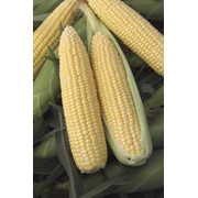 Продам семена кукурузы КВ 2704(гибрид)