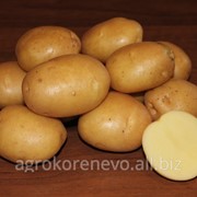 Семенной картофель сорт Колобок суперэлита