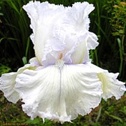 Ирис бородатый Лэйсед Коттон (Iris germanica Laced Cotton) 7л горшок фото