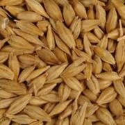 Зерно, зерновые культуры в Казахстане, Костанай фотография