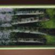 Пейзаж с берёзами - 1938г.х.м. р.37х56см. фото