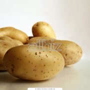 Картофель универсальный фото