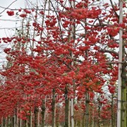 Яблоня Malus Red Sentinel A 160 – 180