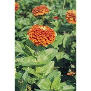 Семена цветов Циннии Гиганты Бенари 250 шт. оранжевый фотография