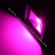 Светодиодный фито прожектор для растений 10w proj10w_fito фотография