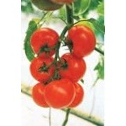 Семена томата Кристал F1 5 г (индетерминантный)