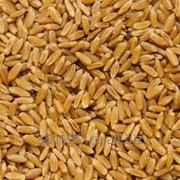 Пшеница твердая, твердых сортов, дурум от 1000тн на Экспорт. Документы. Качество фото